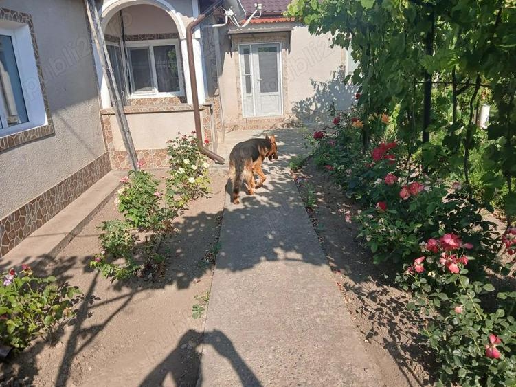 CASA de vanzare in CHILIA VECHE -jud Tulcea - 8