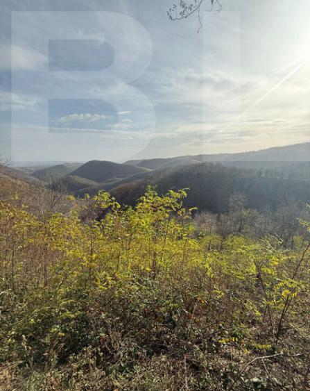 Teren extravilan impadurit, 20424 mp ideal pentru investitie - 6