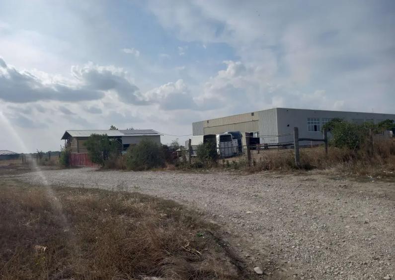 Teren extravilan Dascalu, 10.000 mp - 3