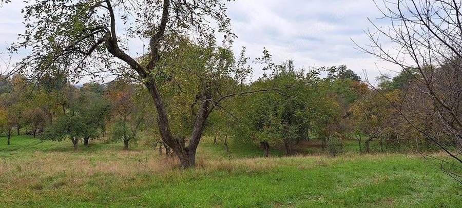 Vand teren + casa batraneasca + ?ura + anexe in Ocoli?, jud. Maramure? - 5