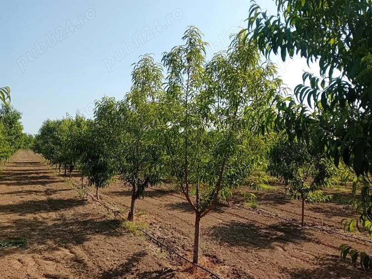 Proprietar vand sau schimb livada - 4