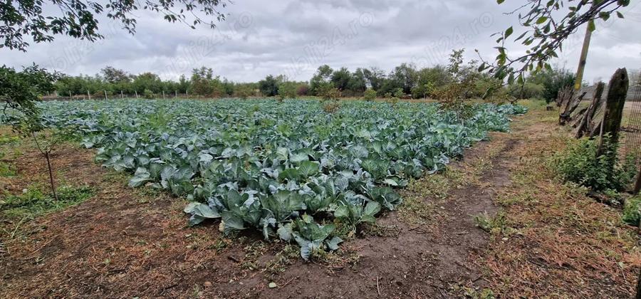 Casa de vanzare cu teren . - 4