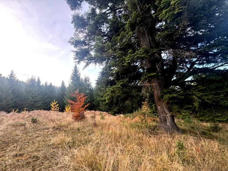 Vanzare 5,3 ha pasune deasupra Voronetului Suceava - Proiect Turistic - 15