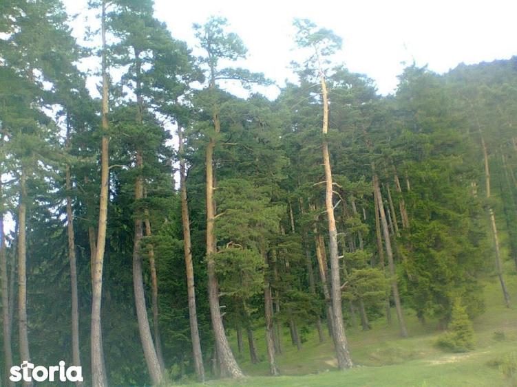 Teren intravilan de 2000 mp cu livada ?i foi?or - 12
