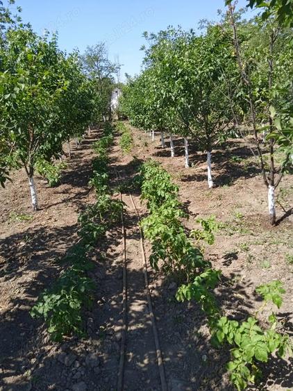 Vand Teren+Casa Batraneasca Olarii Vechi, Prahova - 3