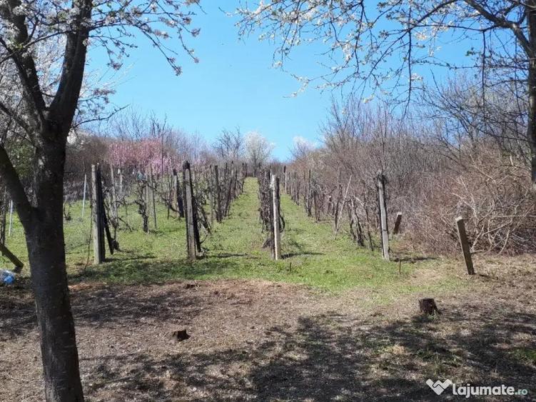 Teren cu vita de vie comuna Cristian judetul Sibiu 500mp - 2