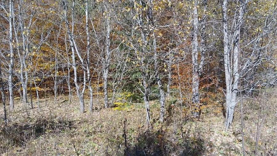 Vand teren intravilan in Paraul Rece