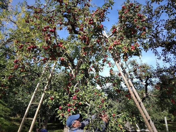 Vand teren, parte livada-parte intravilan. - 3