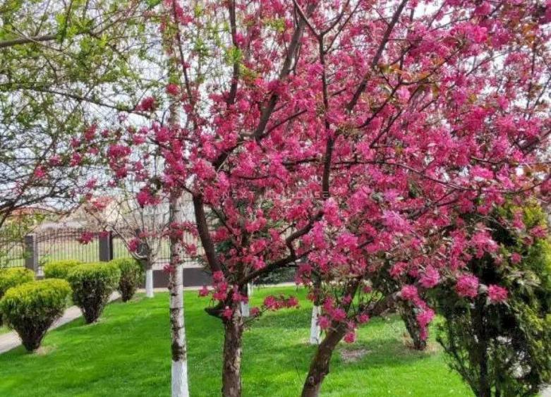 Casa 3 camere Domnesti - 5