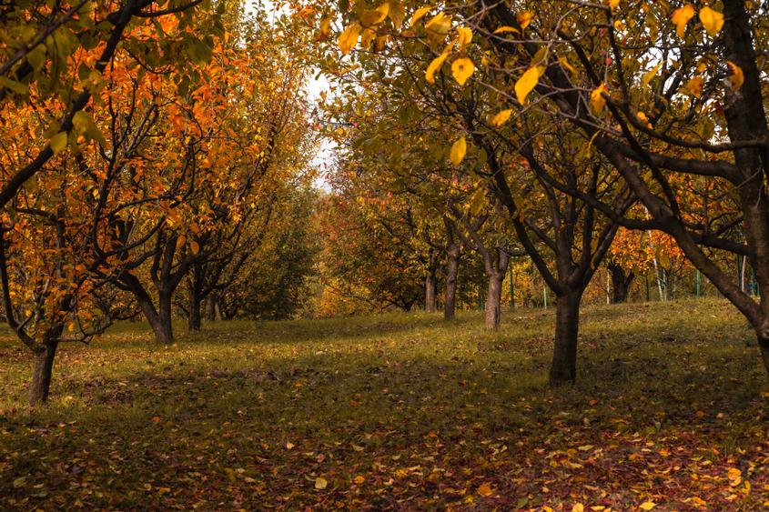 vanzare casa si teren calitate deosebita - 6