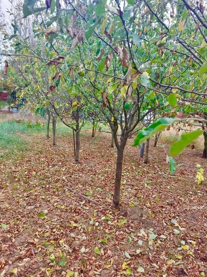 Vand casa + teren IEZURENI - 8