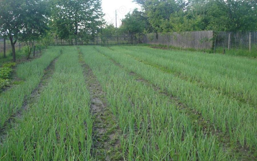 AZURA Imobiliare - Teren Auchan Gavana si Casa Bonus - 11