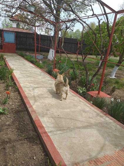 Casa la Curte mare - 5