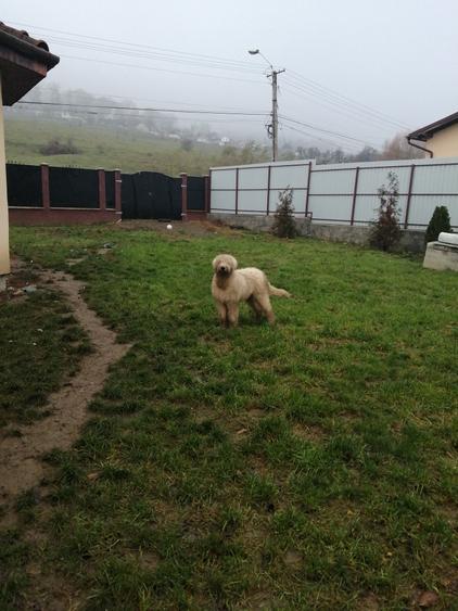 Casa de vanzare,str. Remetea,5 camere, parter+etaj,teren 5 ari,singur in curte. - 10