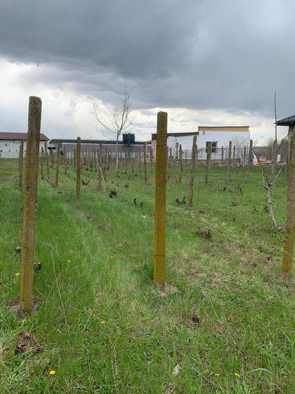 Teren Construcții intravilan de 2000 mp, în Ștefăneștii de Jos