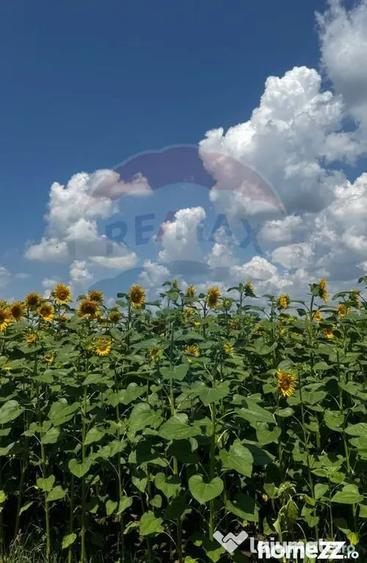 Teren 6,000mp Costana / DN 178A - Costana (Suceava) - 3