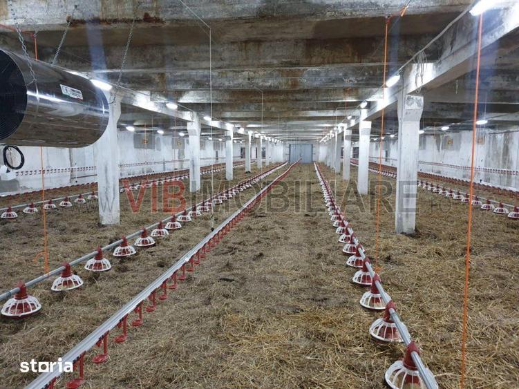 Ferma avicola populata, aparoape de Oradea - 6