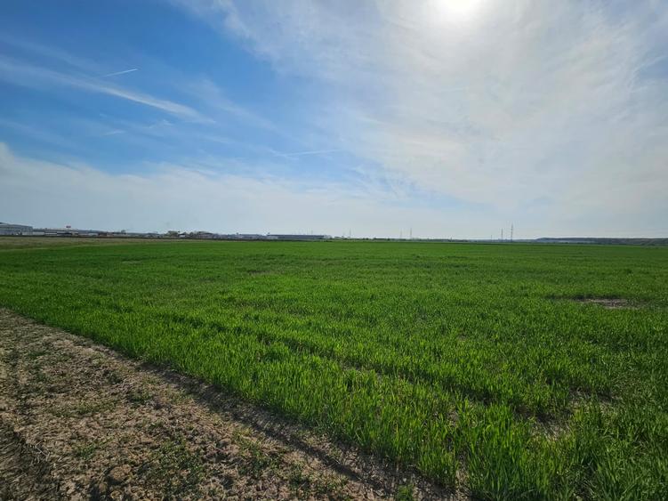 Teren Construcții extravilan de 7569 mp, în Afumați