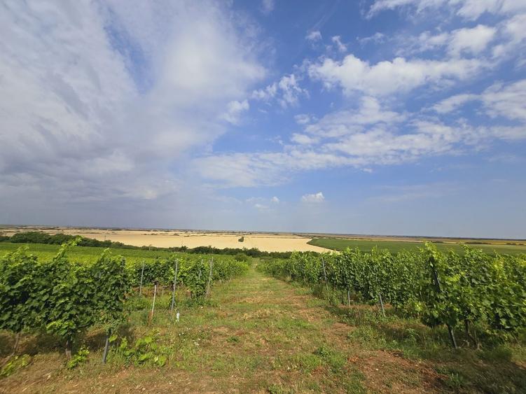 Teren agricol extravilan de 80000 mp, în Covăsinț