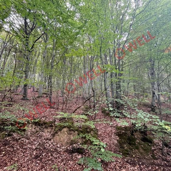 Teren agricol extravilan de 20 mp, în Dalnic