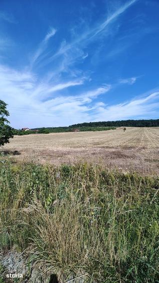 Teren de 70000 mp, în Bârsău