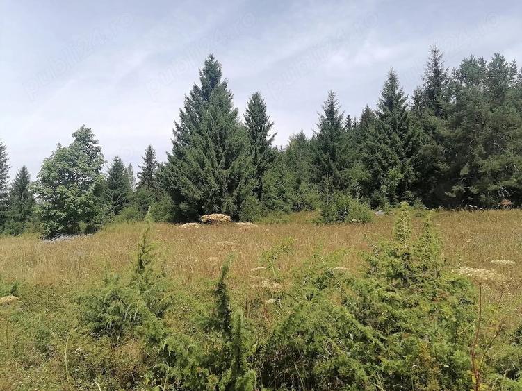 Teren de 5000 mp, în Scărișoara