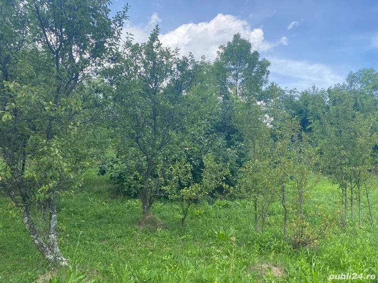 Teren de 8000 mp, în Telega
