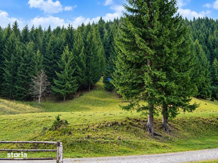 1100mp cu vedere spre Piatra Craiului, Plaiul Foii, Zarnesti - 3