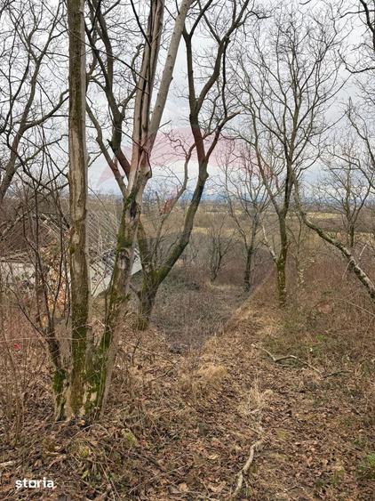 Teren de 2900 mp, în Tăuții-Măgherăuș
