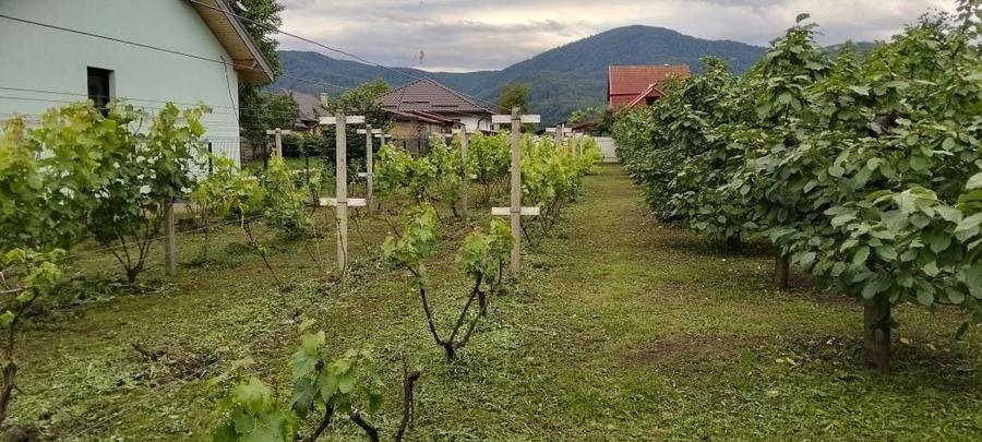 Casa terec curte gradina - 5