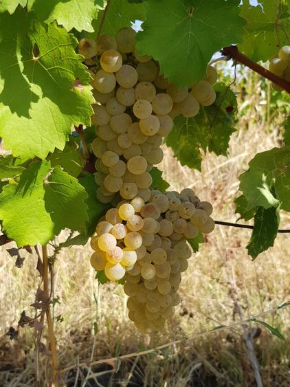 Vand teren cu vita de vie (SAUVIGNON BLANC) langa URLATI PRAHOVA zona viticola DEALU MARE - 3