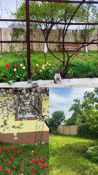 Casă cu 3 camere în Lupșanu