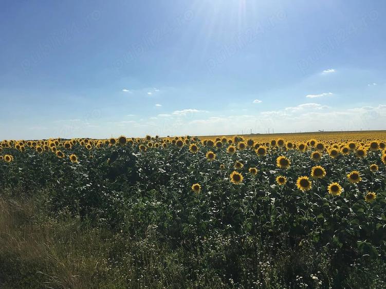 Teren de 116 mp, în Secusigiu