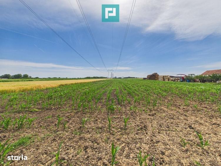 Teren extravilan in suprafata de 10.000 mp, Arad - 7