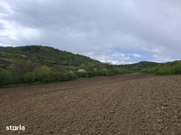 Teren de 5000 mp, în Gușterița