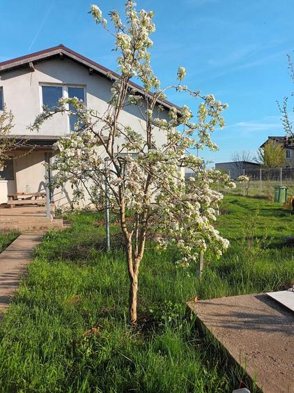 Casă cu 3 camere cu Teren 4250 Mp în Moara Vlăsiei