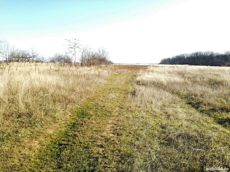 Teren de 4667 mp, în Coșoveni