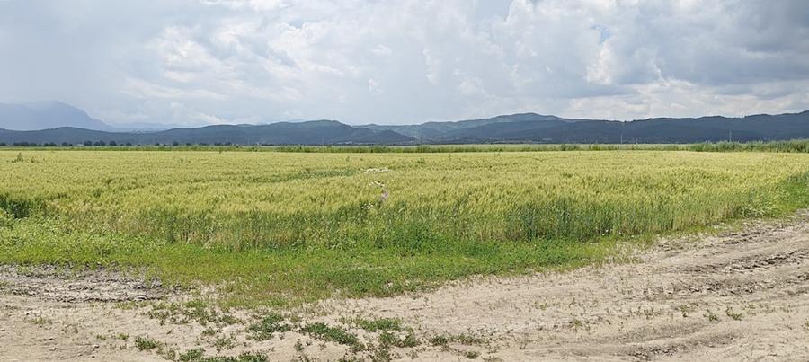 Teren agricol extravilan de 13000 mp, în Caragiale