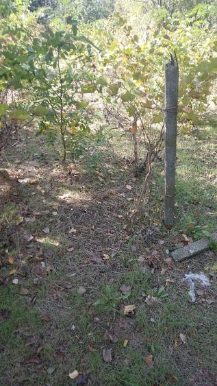 Teren de 1650 mp, în Făclia