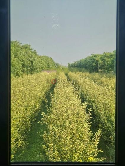 Vila + Afacere 15.000mp Clinceni - 23