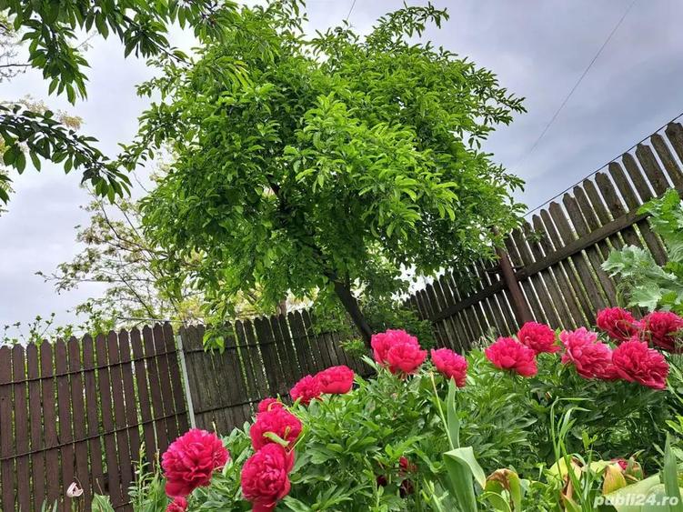 casa, com. Ileana, Calara?i - 3