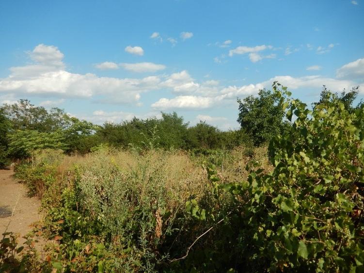 Calugareni-Branistari-casa 4 camere, teren 1965 mp, curent, put, libera,69900 € - 28