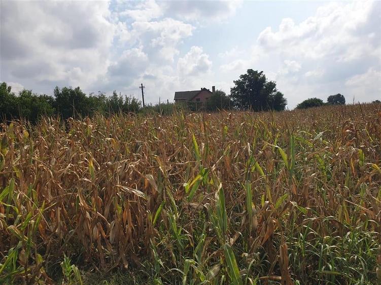 Teren intravilan in Bors cu front la 2 strazi si utilitati - 5