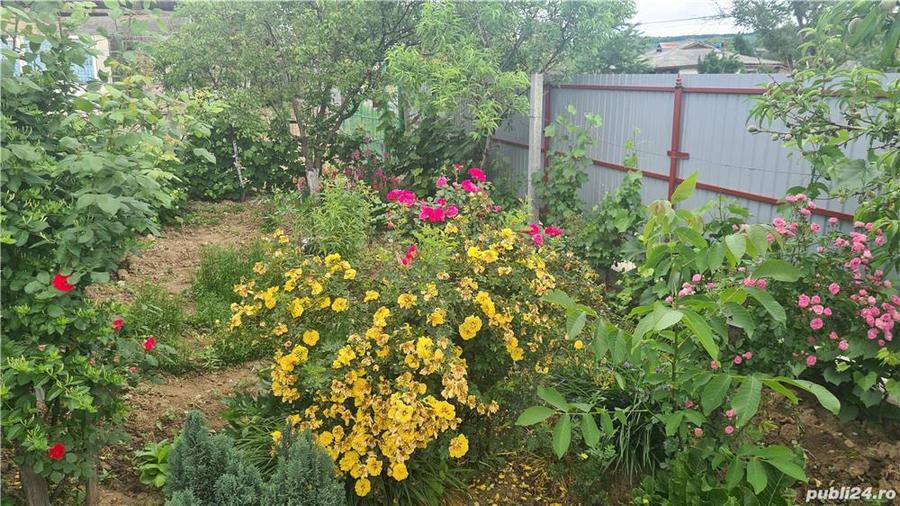 Casa + Grajd si Anexe de Vanzare - 5