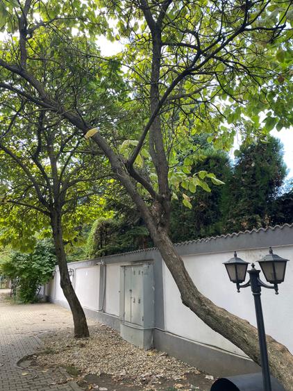 Iancu Nicolae vila 5 dormitoare gradina matura - 5