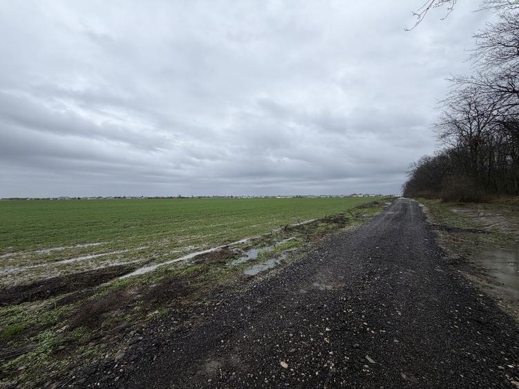 Teren intravilan de vanzare Dascalu la marginea padurii - 3