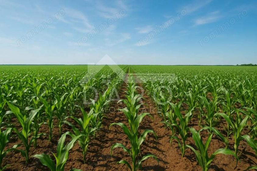 VAND TEREN ESTRAVILAN IN LOCALITATEA ZAGAR, JUDETUL MURES . - 3