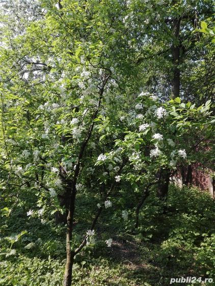 Casa mare cu teren 2100 mp central in Satu Mare, ideal si pentru afaceri. - 3