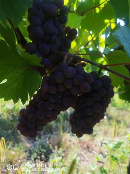 Afacere Investitie Vie 4 Hectare 40 km de Oradea - 3