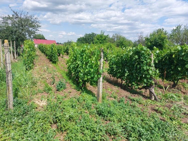 Teren intravilan vie, com. Merei, sat Izv. Dulce, suprafata 1961 mp - 1